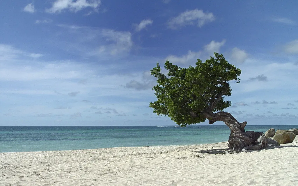 Aruba Divi Tree - Eagle Beach