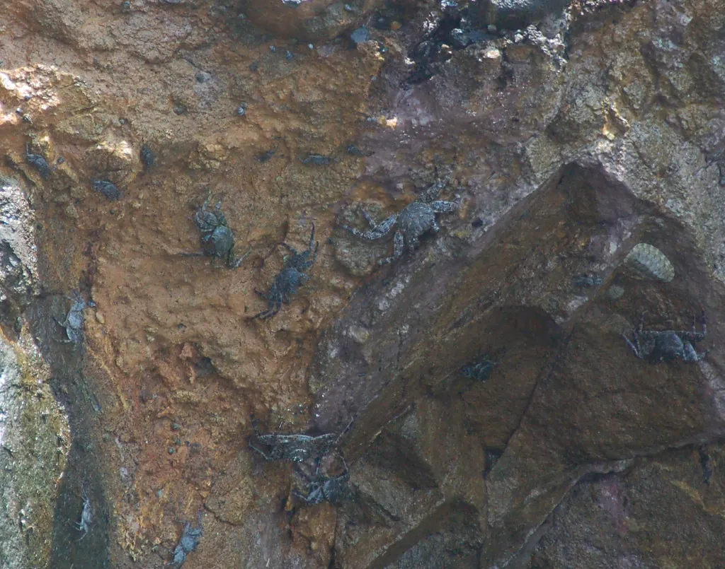 Crabs #2